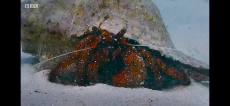 White-spotted hermit crab (Dardanus megistos) as shown in Blue Planet II - Coral Reefs